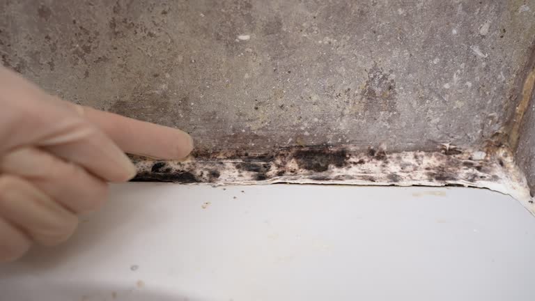 Best Black Mold Removal  in Golf Manor, OH